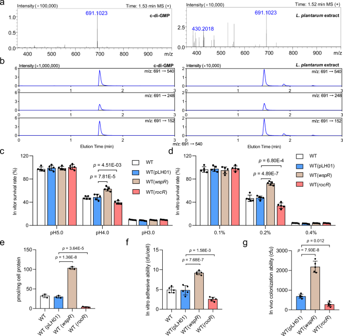 A WYL domain transcription factor regulates Lactiplantibacillus plantarum intestinal colonization via perceiving c-di-GMP