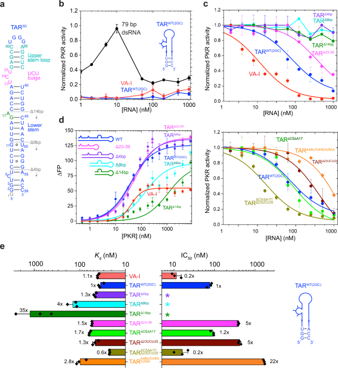 Structures of complete HIV-1 TAR RNA portray a dynamic platform poised for protein binding and structural remodeling
