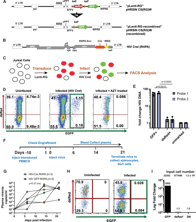 Tracking HIV persistence across T cell lineages during early ART-treated HIV-1-infection using a reservoir-marking humanized mouse model