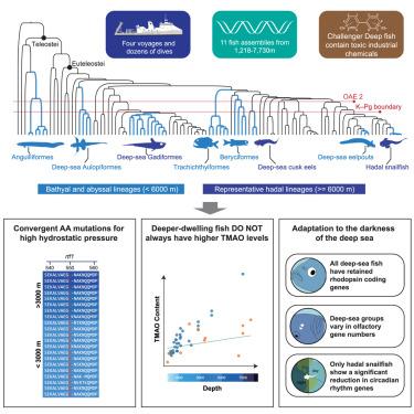 Evolution and genetic adaptation of fishes to the deep sea