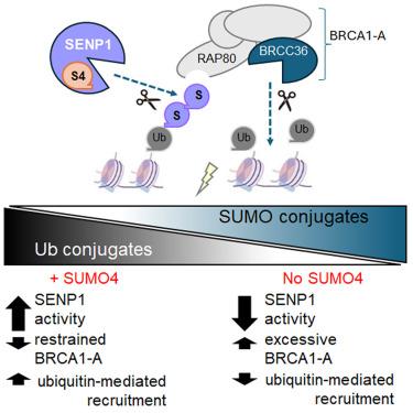 SUMO4 promotes SUMO deconjugation required for DNA double-strand-break repair