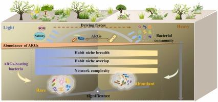 Revealing the critical role of rare bacterial communities in shaping antibiotic resistance genes in saline soils through metagenomic analysis