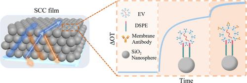 Real-Time Isolation and Versatile Detection for Extracellular Vesicles Based on Ordered Porous Layer Interferometry