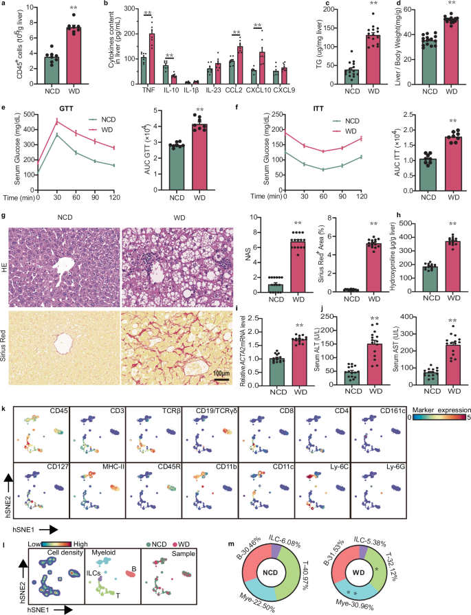 Microbiota-derived H2S induces c-kit+ cDC1 autophagic cell death and liver inflammation in metabolic dysfunction-associated steatohepatitis