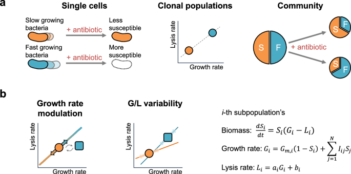Antibiotic-mediated microbial community restructuring is dictated by variability in antibiotic-induced lysis rates and population interactions