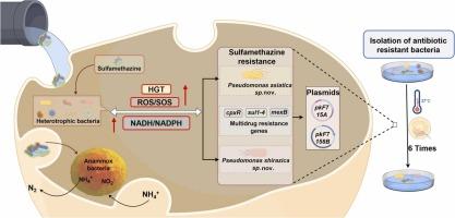 Differential size-dependent response patterns and antibiotic resistance development mechanism in anammox consortia