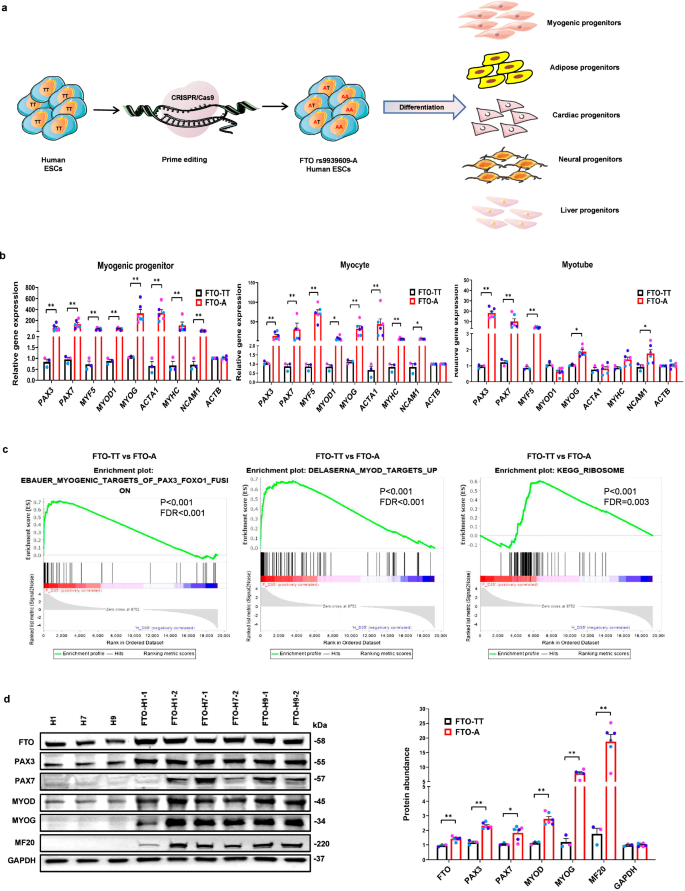 An obesogenic FTO allele causes accelerated development, growth and insulin resistance in human skeletal muscle cells