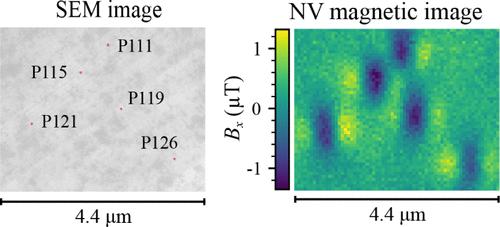Time-Resolved Diamond Magnetic Microscopy of Superparamagnetic Iron-Oxide Nanoparticles