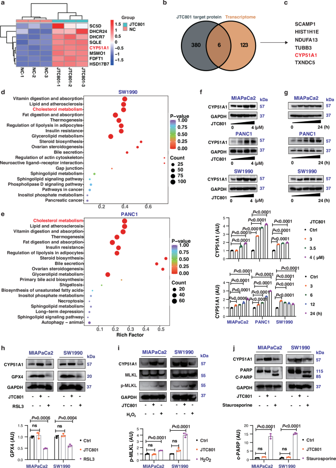 CYP51A1 drives resistance to pH-dependent cell death in pancreatic cancer