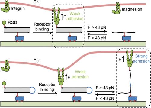 Tunable Integrin–Ligand Coupling Strength Modulates Cellular Adaptive Mechanosensing