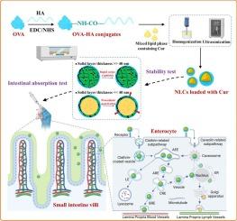 Enhancing curcumin's chemical stability and intestinal absorption through hyaluronic acid-coated nanostructured lipid carriers: The role of lipid composition