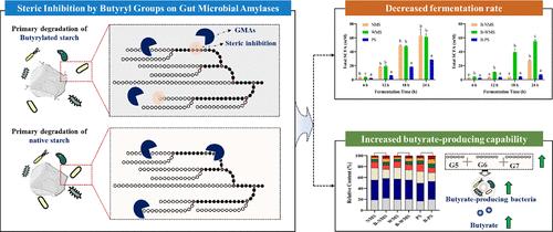 Steric Inhibition by Butyryl Groups on Gut Microbial Amylases Significantly Impacts In Vitro Fecal Fermentation of Butyrylated Starch
