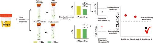 A Self-Calibrating Chemiluminescence Sensor for Rapid and Precise Antibiotic Prescribing Guidelines on Urinary Tract Infections