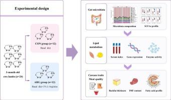 Effects of L-arginine supplementation on fat deposition and meat quality in growing lambs: Interactions with gut microbiota and metabolic signalling pathways