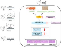 Quercetin attenuates DEHP-induced pyroptosis and programmed necrosis in chicken duodenum through regulation of the TLR4/MyD88/NF-κB pathway
