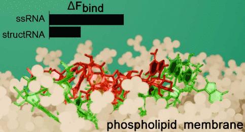 All-Atom Simulations Elucidate the Molecular Mechanism Underlying RNA–Membrane Interactions
