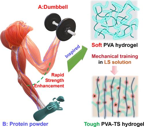 Accelerated Hydrogel Strengthening: Synergy between Mechanical Training and Lignin Intake