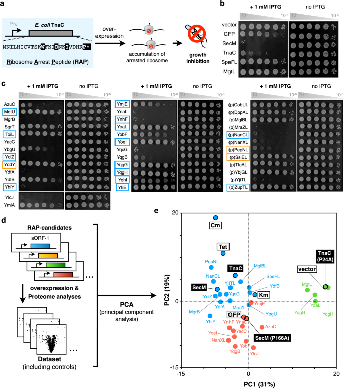 A mini-hairpin shaped nascent peptide blocks translation termination by a distinct mechanism