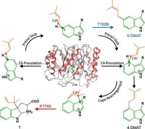 Understanding and Engineering of C4 Indole Prenyltransferase FgaPT2 by Theoretical Study and Mutation Experiments