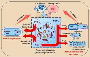 Response of antibiotic resistance genes expression and mediating role of viral community to antibiotics and heavy metals in anaerobic digestion