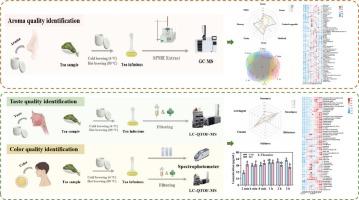 The chemical basis of aroma/taste and color formation in green tea infusion during cold brewing revealed by metabolomics analysis