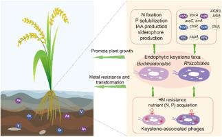 Community structure and metabolic potentials of keystone taxa and their associated bacteriophages within rice root endophytic microbiome in response to metal(loid)s contamination