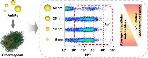 Size-dependent internalization of gold nanoparticles in individual Tetrahymena thermophila characterized by single-cell mass cytometry