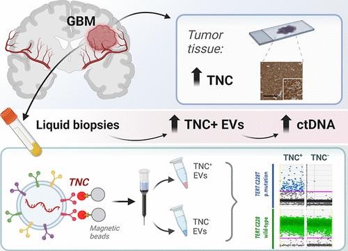 Extracellular Vesicles Carrying Tenascin-C are Clinical Biomarkers and Improve Tumor-Derived DNA Analysis in Glioblastoma Patients