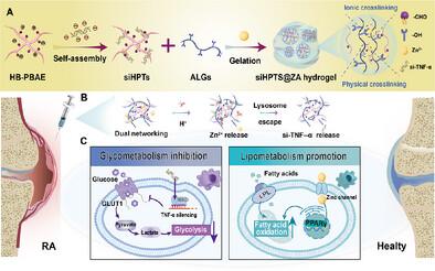 Double Cross-Linked Hydrogel for Intra-articular Injection as Modality for Macrophages Metabolic Reprogramming and Therapy of Rheumatoid Arthritis