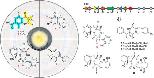 Genome Mining of Epicoccum dendrobii Reveals Diverse Antimicrobial Natural Products