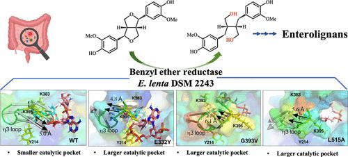 Catalytic Mechanism of Gut Benzyl Ether Reductase for Efficient Bioconversion of Furofuran Lignans into Enterolignan Precursors