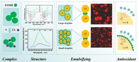 Structural modulation of eggshell membrane hydrolysates by tannic acid: Simultaneous enhancement of antioxidant and emulsifying properties