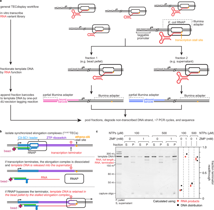 Systematic analysis of cotranscriptional RNA folding using transcription elongation complex display