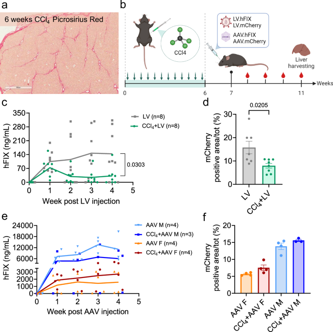 Liver fibrosis negatively impacts in vivo gene transfer to murine hepatocytes