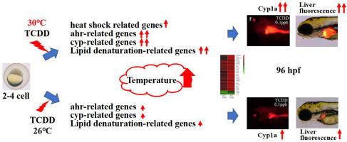 Effects of combined stressors to TCDD and high temperature on HSP/CYPs signaling in the zebrafish embryos/larvae