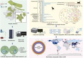 Companion animals as sources of hazardous critically important antimicrobial-resistant Escherichia coli: Genomic surveillance in Shanghai