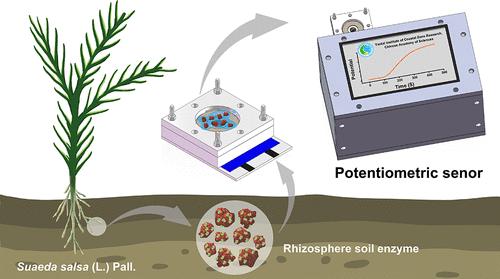 Microdroplet-Mediated Enzyme Activity Enhancement for Potentiometric Sensing of Peroxidase in Soil