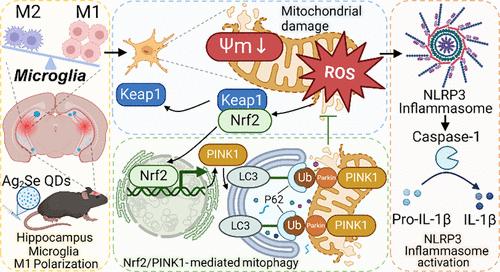 Adverse Outcome Pathway-Based Strategies to Mitigate Ag2Se Quantum Dot-Induced Neurotoxicity