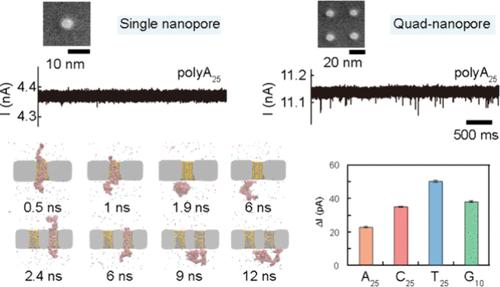 Quad-Nanopore Array Enables High-Resolution Identification of Four Single-Stranded DNA Homopolymers