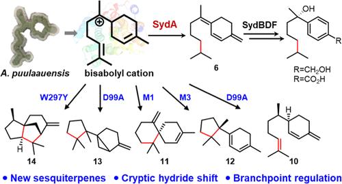 Characterization and Engineering of a Bisabolene Synthase Reveal an Unusual Hydride Shift and Key Residues Critical for Mono-, Bi-, and Tricyclic Sesquiterpenes Formation