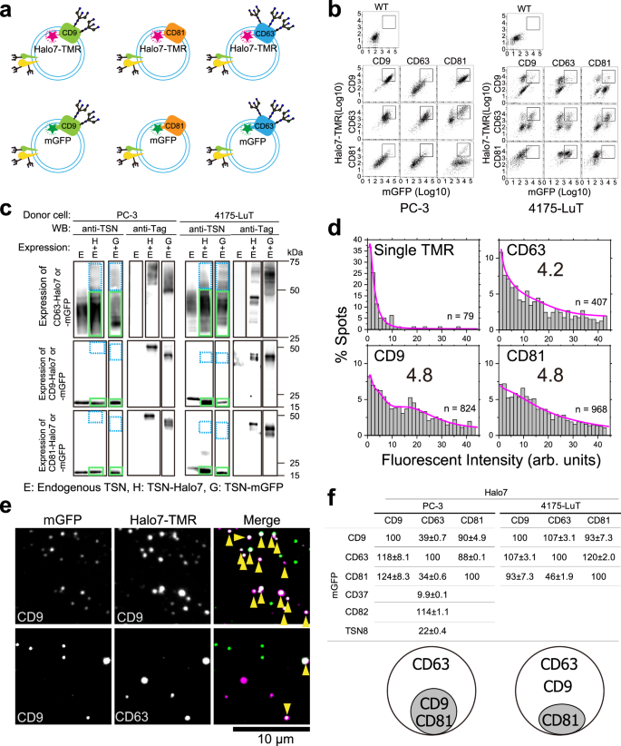 Uptake of small extracellular vesicles by recipient cells is facilitated by paracrine adhesion signaling