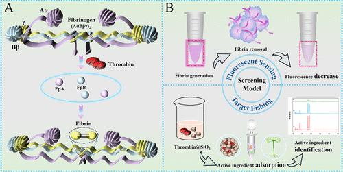Precise Identification of Inhibitors for Coagulation Reactions from Complex Extracts through Monitoring of Biological Aggregates Combined with a Targeted Fishing Technique