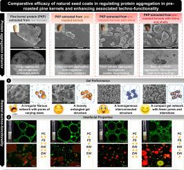 Comparative efficacy of natural seed coats in regulating protein aggregation in pre-roasted pine kernels and enhancing associated techno-functionality