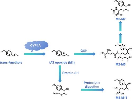Metabolic Activation of trans-Anethole Plays a Role in Hepatic Cytotoxicity in Mice