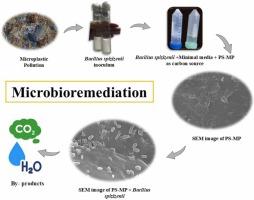 Polystyrene microplastic degradation by a novel PGPR Bacillus spizizenii
