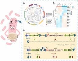 LuxR solo regulates recalcitrant aromatic compound biodegradation: Repression and activation of dibenzofuran-catabolic genes expression in a Rhodococcus sp.