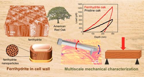 Multiscale Mechanical Characterization of Mineral-Reinforced Wood Cell Walls.