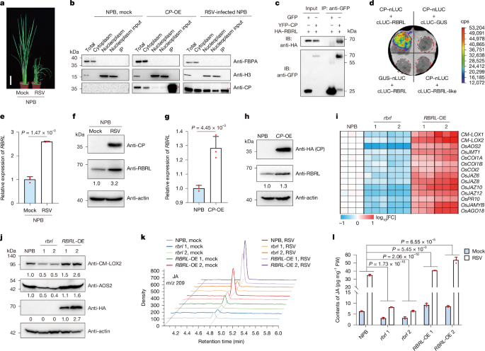 Perception of viral infections and initiation of antiviral defence in rice
