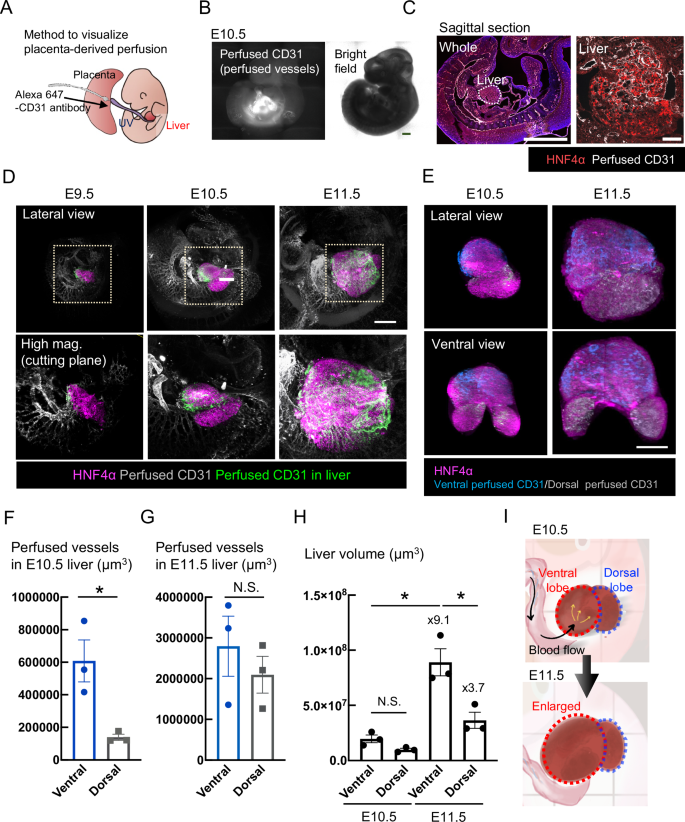Placenta-derived factors contribute to human iPSC-liver organoid growth