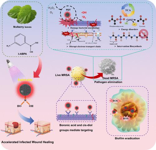 Mulberry Leaves-Derived Carbon Dots for Photodynamic Treatment of Methicillin-Resistant Staphylococcus aureus-Infected Wounds via Metabolic Perturbation